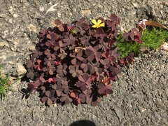Oxalis corniculata