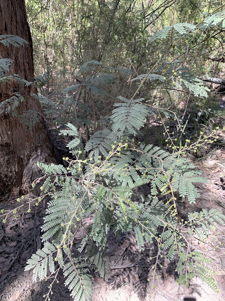 Sunshine Wattle from Glenrock State Conservation Area, Whitebridge, NSW ...