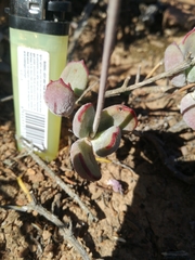 Cotyledon