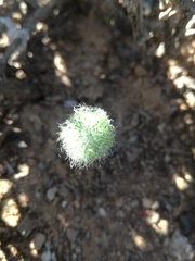 Eriospermum paradoxum