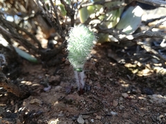 Eriospermum paradoxum