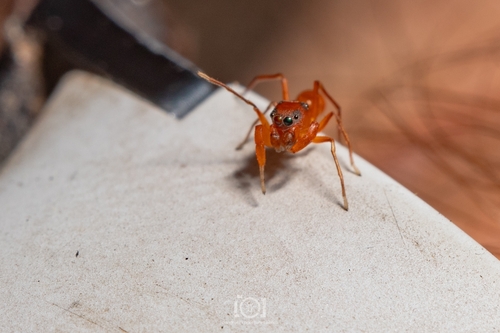 Peckhamia scorpionia