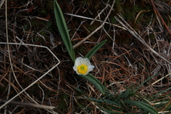 Ranunculus kuepferi