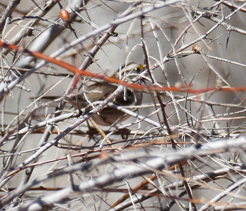 White-throated Sparrow photographed in Utah