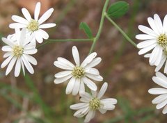 Aster baccharoides