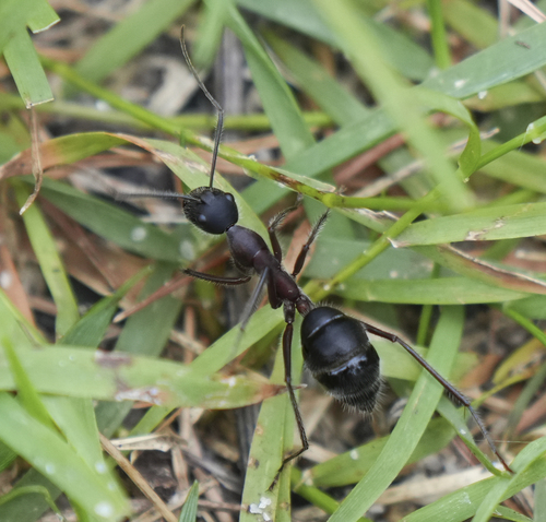 Photo of Giant Sugar Ant (Camponotus intrepidus)