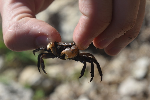Squareback Marsh Crab, Wakulla County, FL, USA, photo 9 of 10