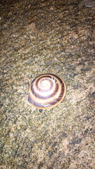 Caracolus marginella
