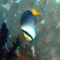 Chaetodontoplus mesoleucus