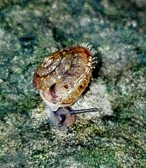 Ciliella ciliata image
