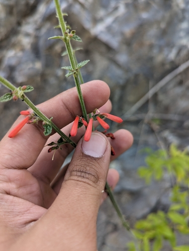 Image of Russelia retrorsa by (c) Abraham Sánchez Romero, some rights reserved (CC BY)