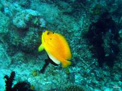 Apolemichthys trimaculatus