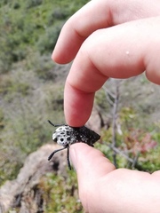 Capnodis cariosa