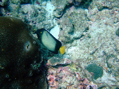 Apolemichthys xanthotis