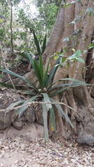 Furcraea guerrerensis