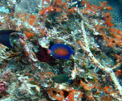 Centropyge bispinosa