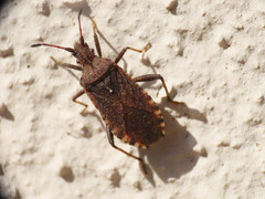 Anoplocerus elevatus