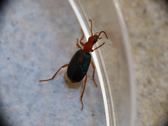 Brachinus sclopeta