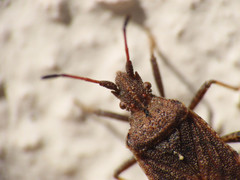 Anoplocerus elevatus