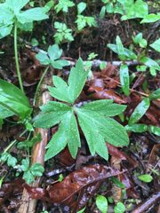 Ranunculus uncinatus