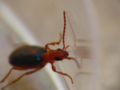 Brachinus sclopeta