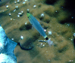 Cheilodipterus persicus