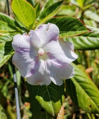 Impatiens sodenii image