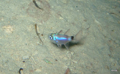 Nectamia bandanensis