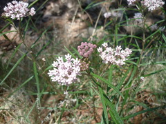 Asclepias angustifolia