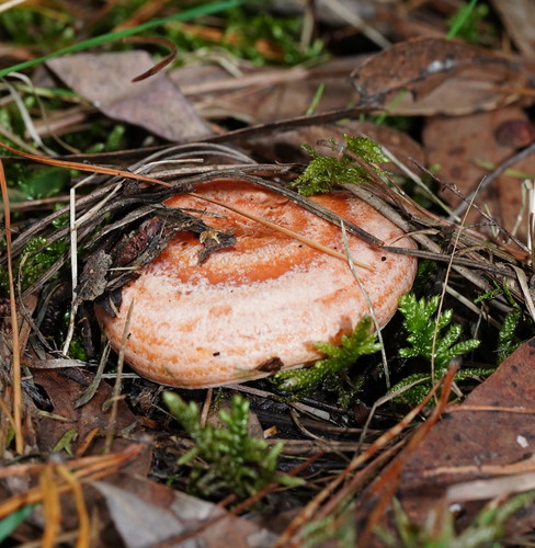 saffron milkcap