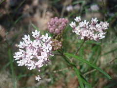 Asclepias angustifolia