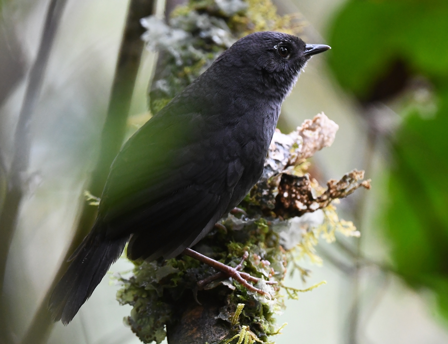 Rufous-vented Tapaculo illustration