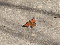 Aglais io