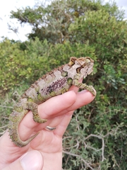 Bradypodion ventrale