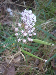 Asclepias angustifolia