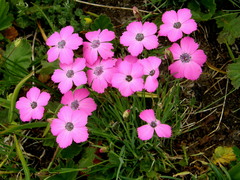 Dianthus pavonius