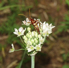 Strangalia virilis