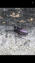 Segestria florentina