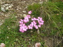 Dianthus pavonius