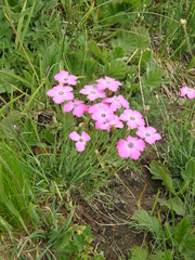 Dianthus pavonius