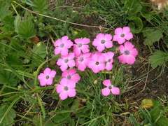 Dianthus pavonius