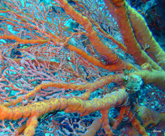 Oxycirrhites typus