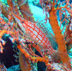 Oxycirrhites typus