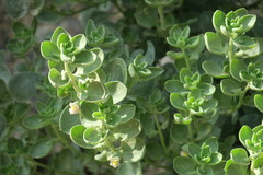 Schweinfurthia papilionacea