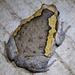 Asian Painted Frog - Photo (c) Thomas Brown, some rights reserved (CC BY-NC), uploaded by Thomas Brown