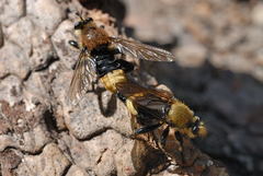 Laphria astur