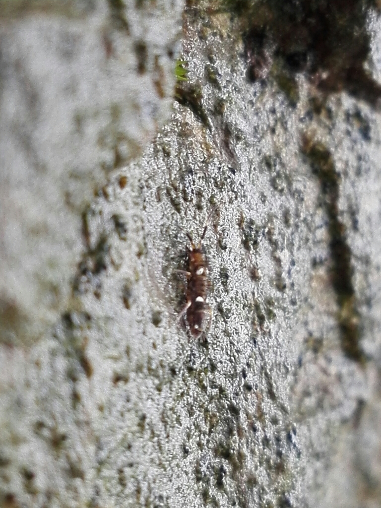 Orchesella montana