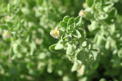 Schweinfurthia papilionacea