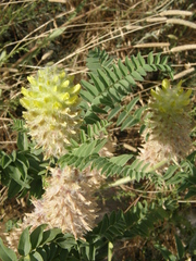 Astragalus alopecurus