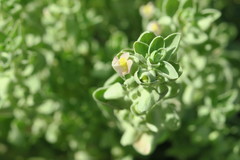 Schweinfurthia papilionacea